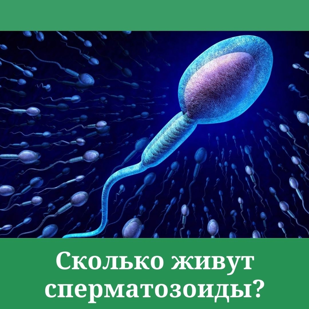 Сколько живут сперматозоиды во влагалище? Отвечает врач-гинеколог МЦ Формула здоровья в Казани